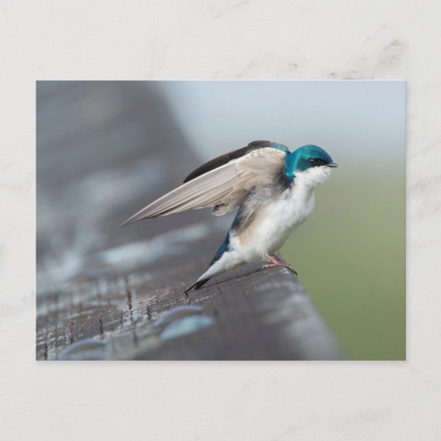 Tree Swallow Postcard (Front)