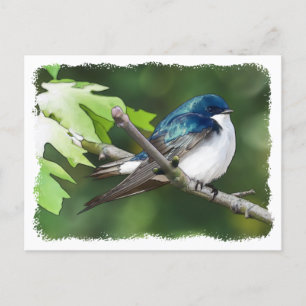 Tree Swallow - Postcard