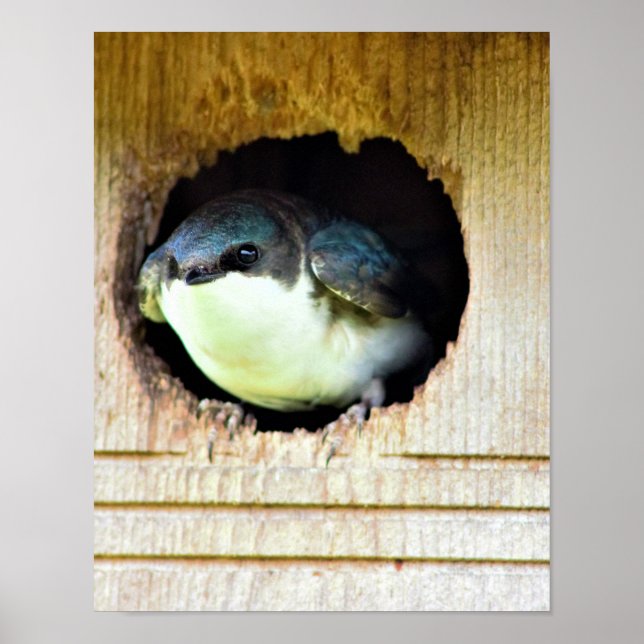 Tree Swallow Poster (Front)