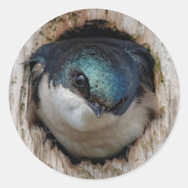 Tree Swallow Songbird in a Nestbox Classic Round Sticker (Front)