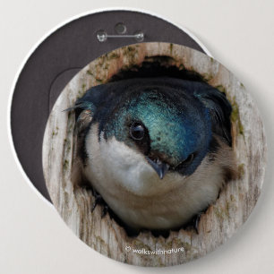 Tree Swallow Songbird in Nestbox 6 Inch Round Button