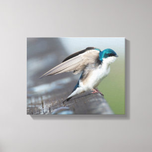 Tree swallow stretch canvas print