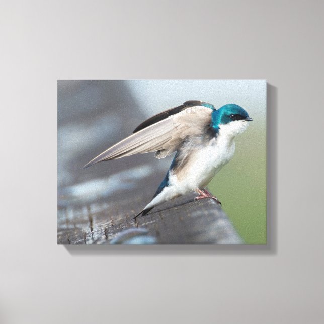 Tree swallow stretch canvas print (Front)