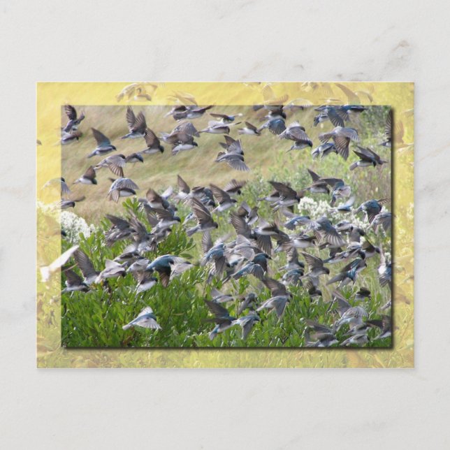 Tree Swallows, Assateague Island Postcard (Front)