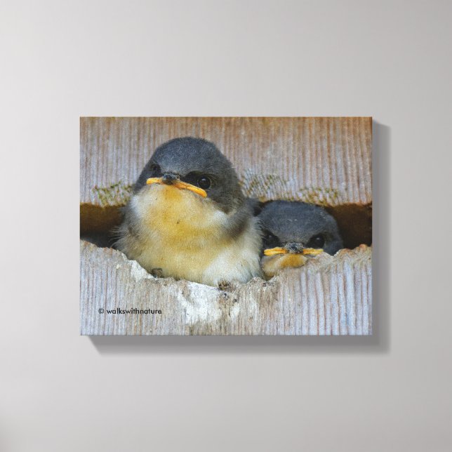 Tree Swallows Looking Out at the Big Wide World Canvas Print (Front)