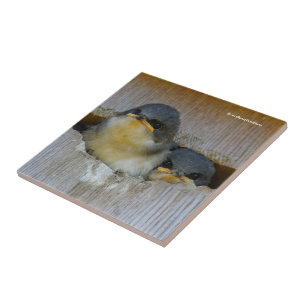 Tree Swallows Looking Out at the Big Wide World Tile