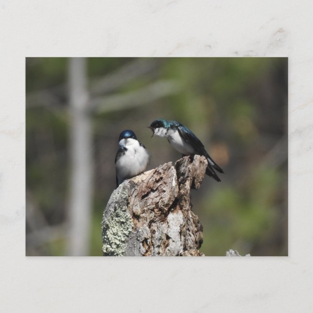 Tree Swallows Yelling Postcard (Front)