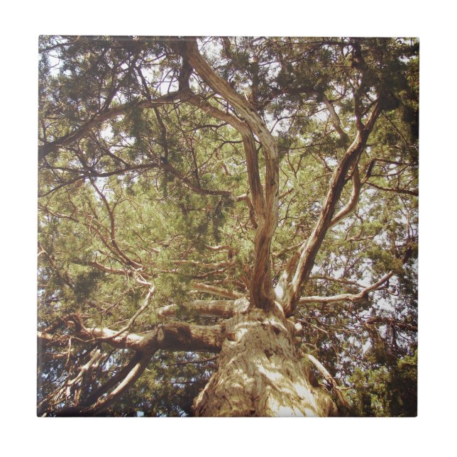Tree Tile (Front)