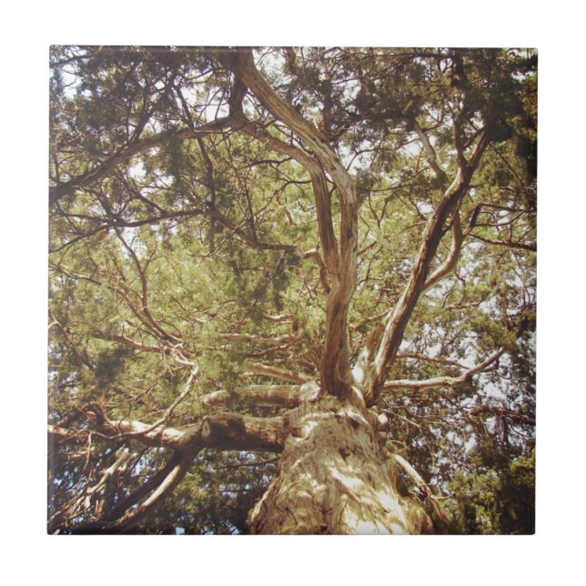Tree Tile (Front)