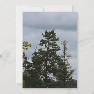 Tree Top Eagle