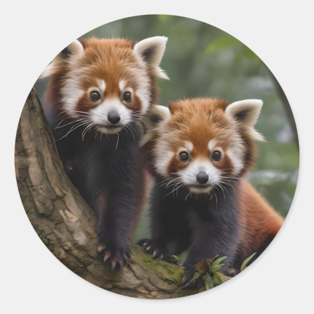 "Tree-top Explorers: Baby Red Pandas Looking Out Classic Round Sticker (Front)