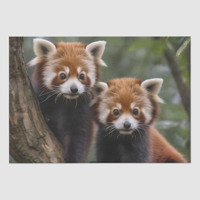 "Tree-top Explorers: Baby Red Pandas Looking Out Tissue Paper (Front)