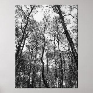 Tree Tops (b/w) Poster