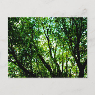 Tree tops postcard