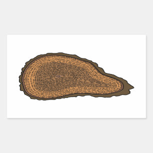 Tree Trunk Cross Section Growth Rings Trees Sticker