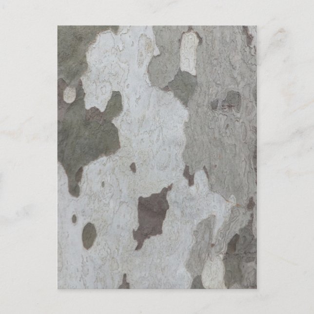 Tree Trunk custom postcard (Front)