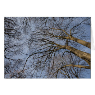 Tree trunk design/pattern. Pioineer Park, WA