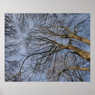 Tree trunk design/pattern. Pioineer Park, WA Poster