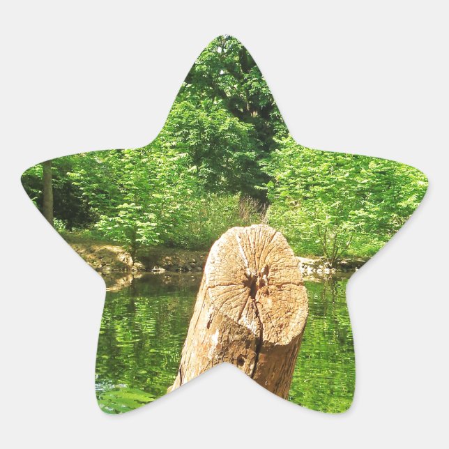 Tree Trunk Nature Photography Lake Park Star Sticker (Front)