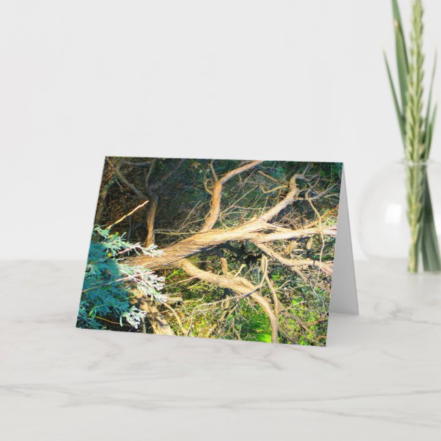Tree Trunk Photo Card (Front)