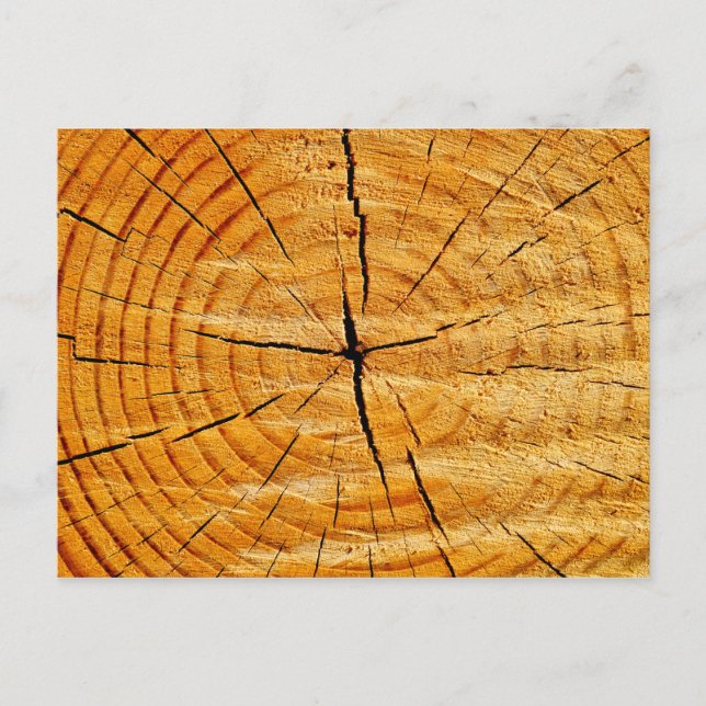 Tree Trunk Postcard (Front)