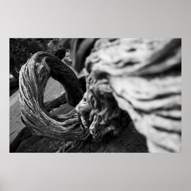 Tree Trunk Spiral B&W Photograph - Poster (Front)