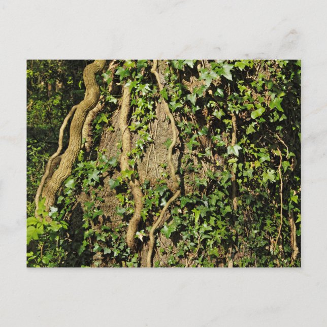 Tree Trunk with Ivy. Blackweir Woods, Cardiff Postcard (Front)