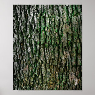 Tree Trunk (Wood Bark) Poster