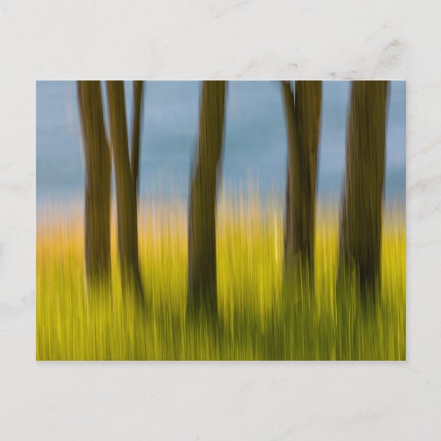 Tree Trunks and Grass | San Juan Islands, WA Postcard (Front)