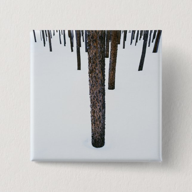 Tree Trunks in Snow 2 Inch Square Button (Front)