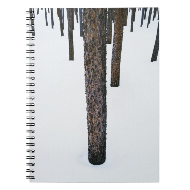 Tree Trunks in Snow Notebook (Front)