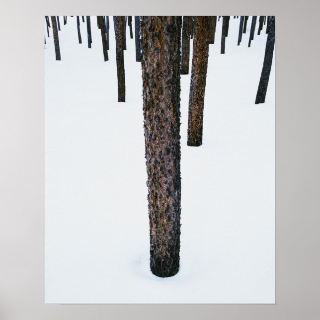 Tree Trunks in Snow Poster (Front)