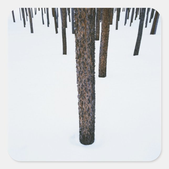 Tree Trunks in Snow Square Sticker (Front)