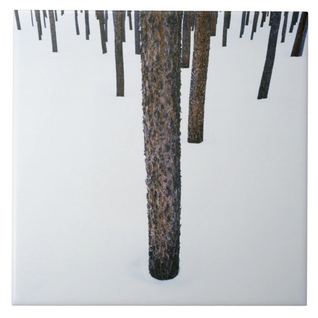 Tree Trunks in Snow Tile (Front)