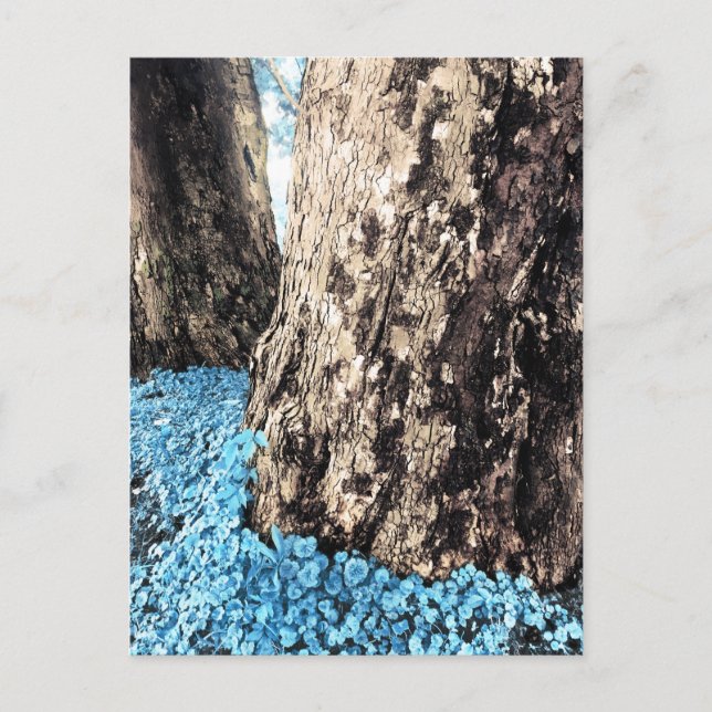 tree trunks postcard (Front)