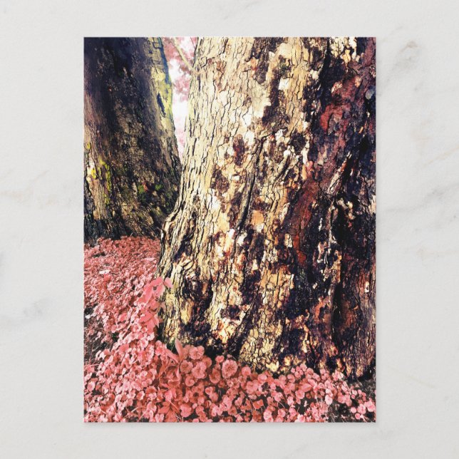 tree trunks postcard (Front)