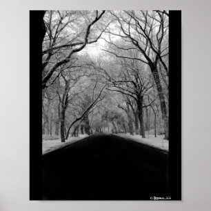 Tree Tunnel Poster