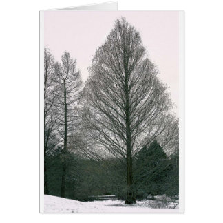 Tree - Wave Hill NYC