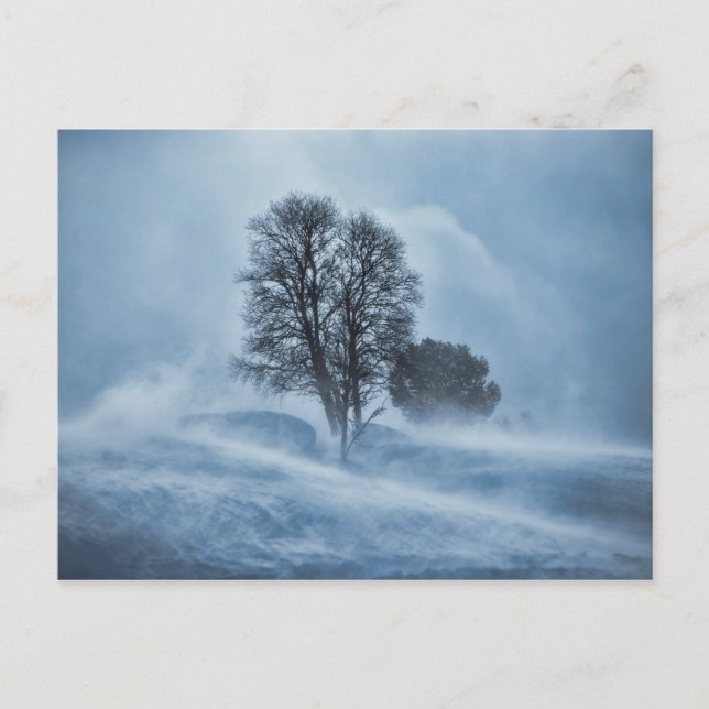 Tree winter storm blizzard blue postcard (Front)
