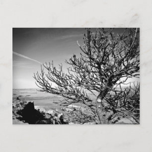 Tree with Contrail Postcard