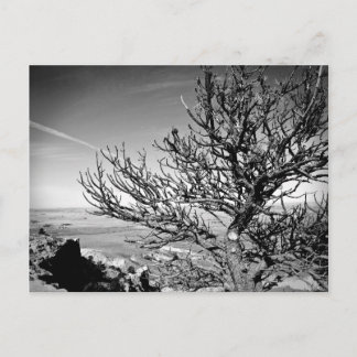 Tree with Contrail Postcard