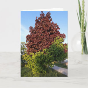 Tree With Two Different Colours Odd Nature Card