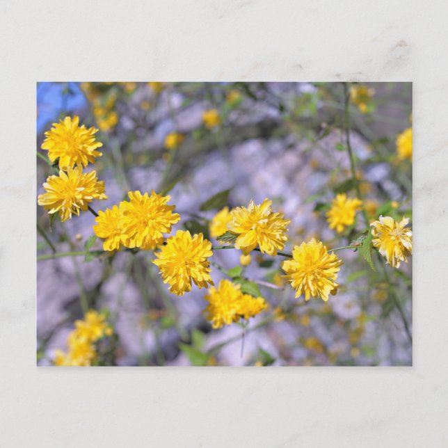 Tree with yellow flowers in spring postcard (Front)