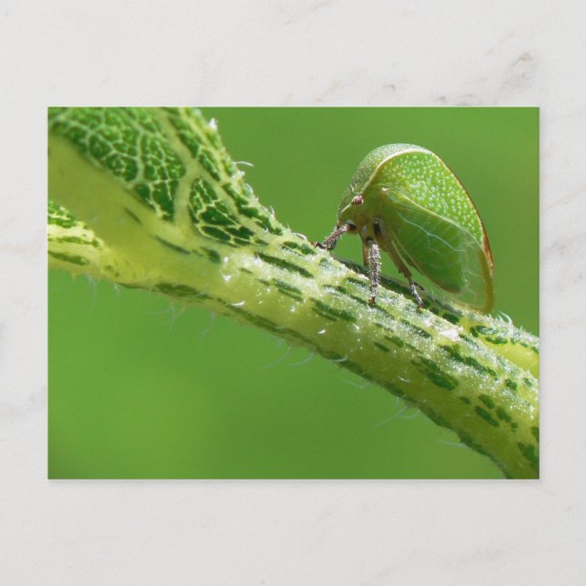 Treehopper Postcard. Postcard (Front)