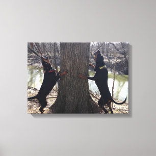 Treeing Coon Hounds Canvas