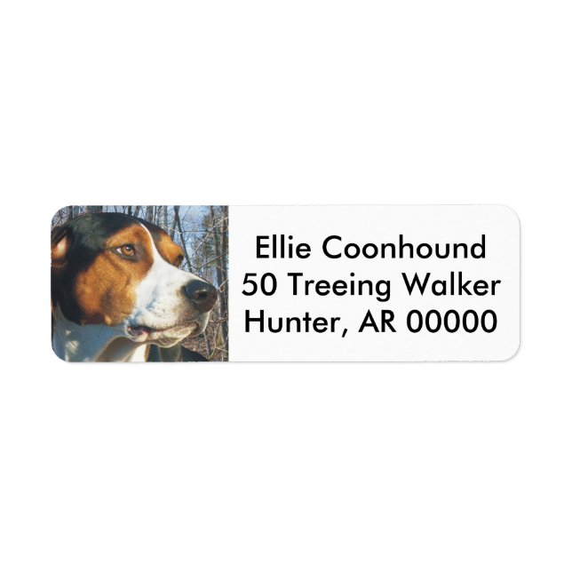 Treeing Walker Coonhound (Front)