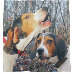 Treeing Walker Coonhound Dogs In Woods