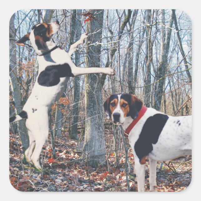 Treeing Walker Coonhound Hunting Stickers (Front)