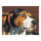 Treeing Walker Coonhound