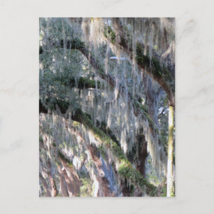 TreeLined Postcard